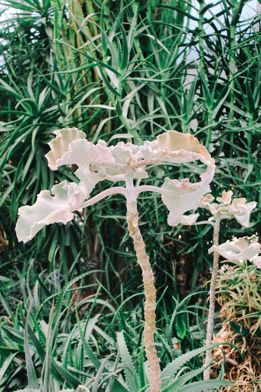 a close-up of a flower