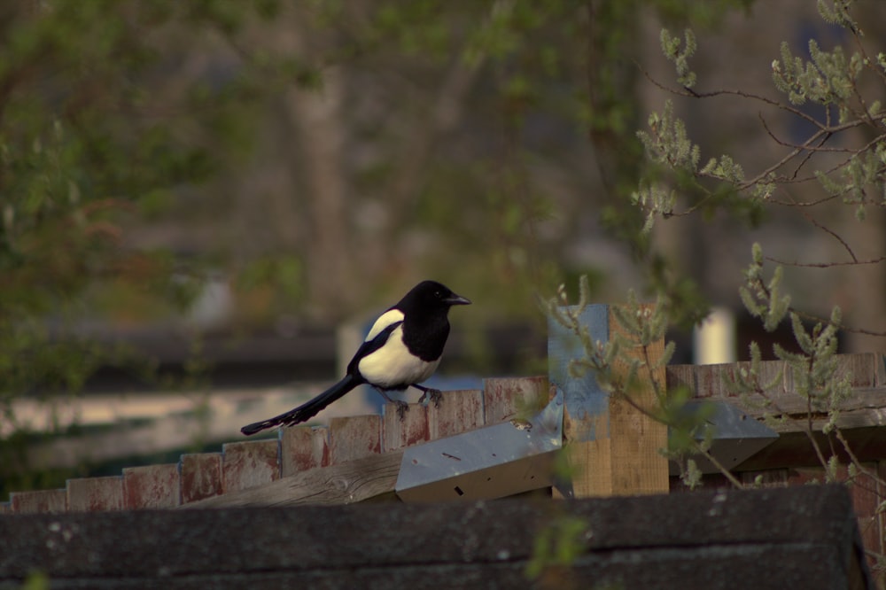 a couple of birds on a bird feeder