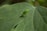 A small green insect with slender legs and long antennae rests on a large green leaf. The leaf has visible veins and a smooth texture, providing a natural background for the insect.
