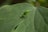 A small green insect with slender legs and long antennae rests on a large green leaf. The leaf has visible veins and a smooth texture, providing a natural background for the insect.