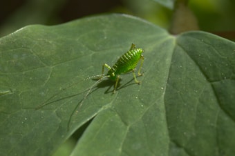 A small green insect with slender legs and long antennae rests on a large green leaf. The leaf has visible veins and a smooth texture, providing a natural background for the insect.