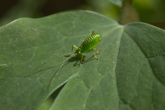 A small green insect with slender legs and long antennae rests on a large green leaf. The leaf has visible veins and a smooth texture, providing a natural background for the insect.