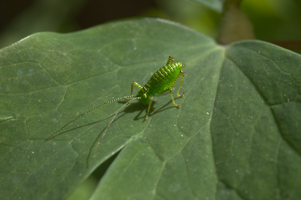 a green bug on a leaf