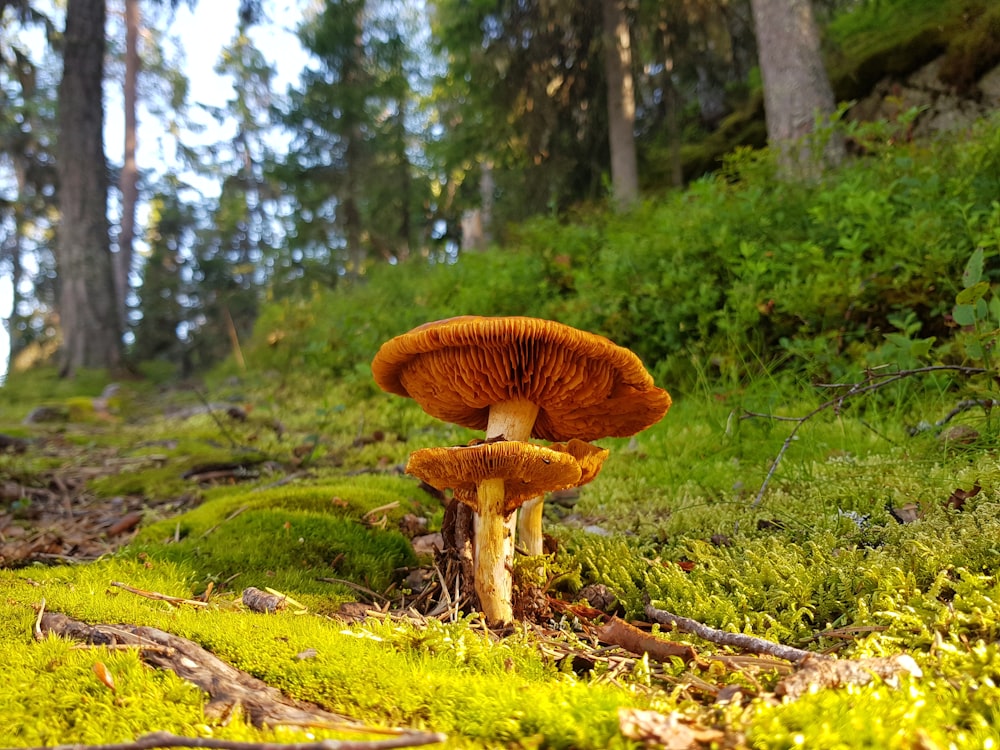 a mushroom growing in the woods