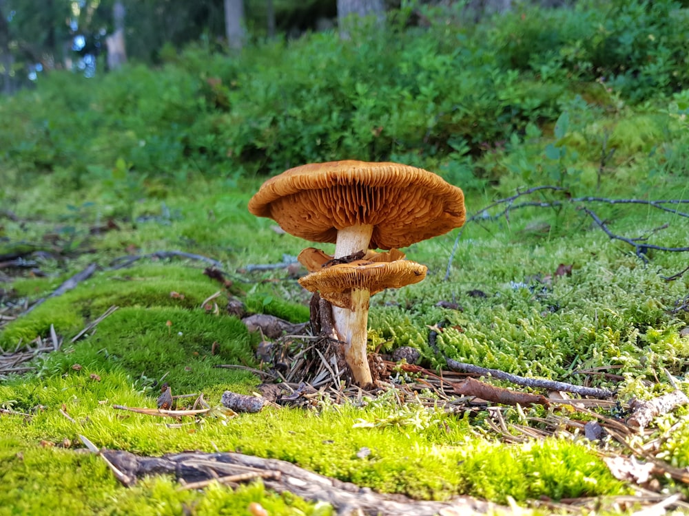 a mushroom growing in the grass