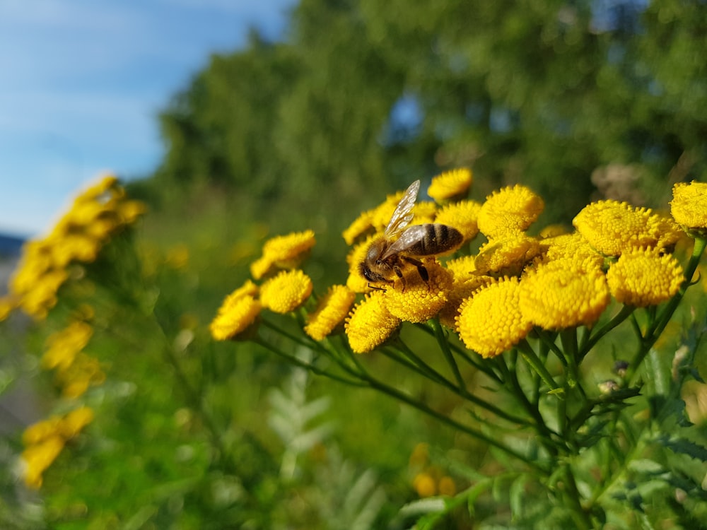 a bee on a yellow flower