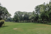 Wide open green lawn area with shaded seating and tall trees swaying in the breeze.