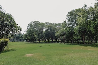 A lush green park with expansive grass and a variety of trees under a bright sky. The area is open with plenty of room for recreational activities and features dense trees providing shade.