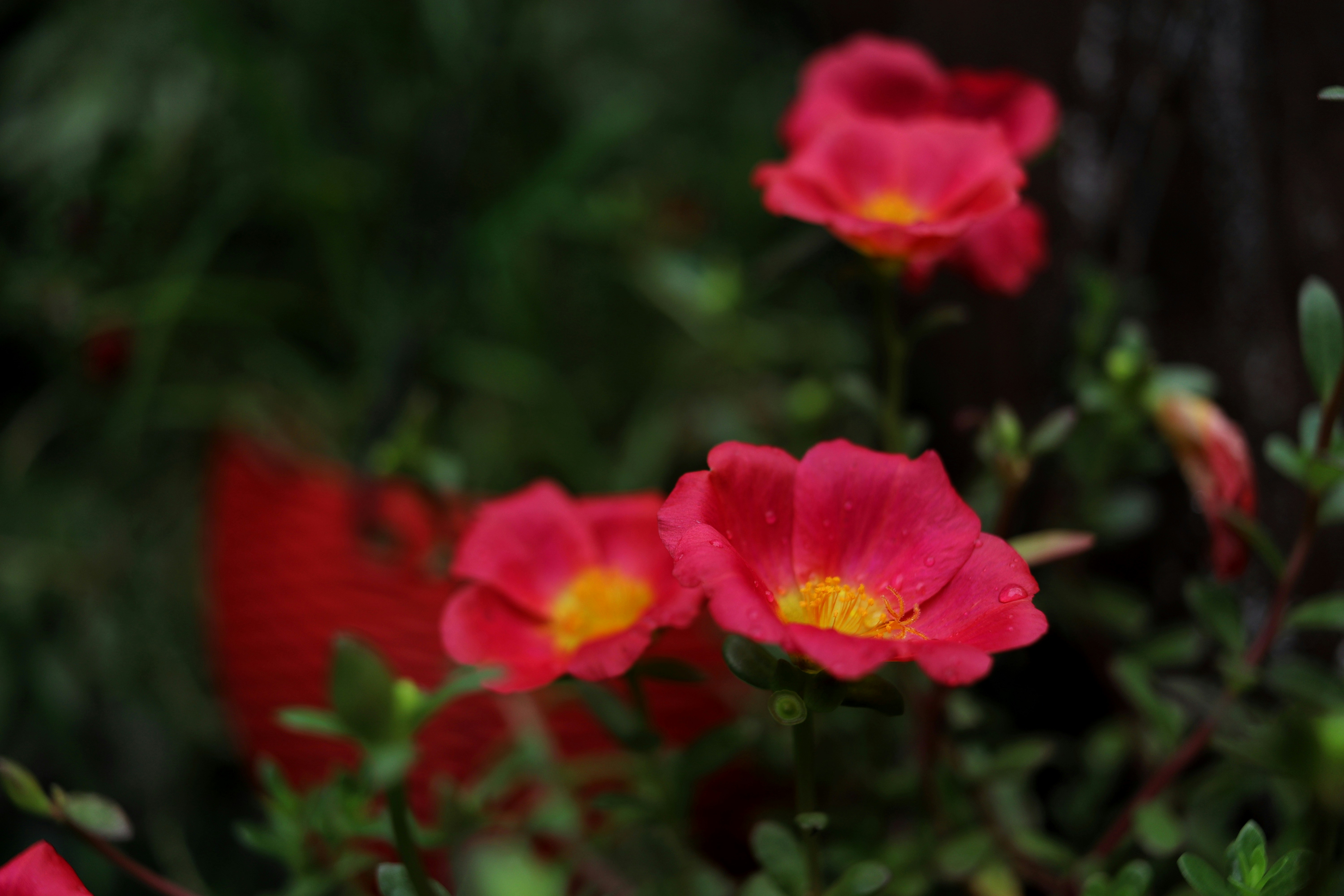 Photo by saubhagya2304