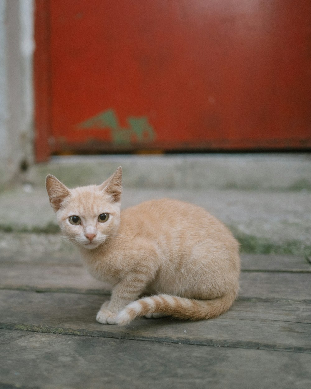 a cat sitting on the ground