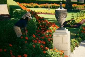 A gardener wearing a wide-brimmed hat is tending to vibrant orange flowers in a neatly manicured garden. The flowers are bordered by green hedges, and a decorative stone urn is prominently displayed on a pedestal in the foreground. The garden features symmetrical arrangements and well-maintained grass, with additional flower beds visible in the background.