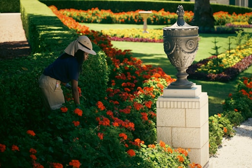 A gardener wearing a wide-brimmed hat is tending to vibrant orange flowers in a neatly manicured garden. The flowers are bordered by green hedges, and a decorative stone urn is prominently displayed on a pedestal in the foreground. The garden features symmetrical arrangements and well-maintained grass, with additional flower beds visible in the background.