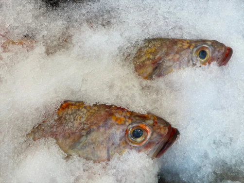 a group of fish