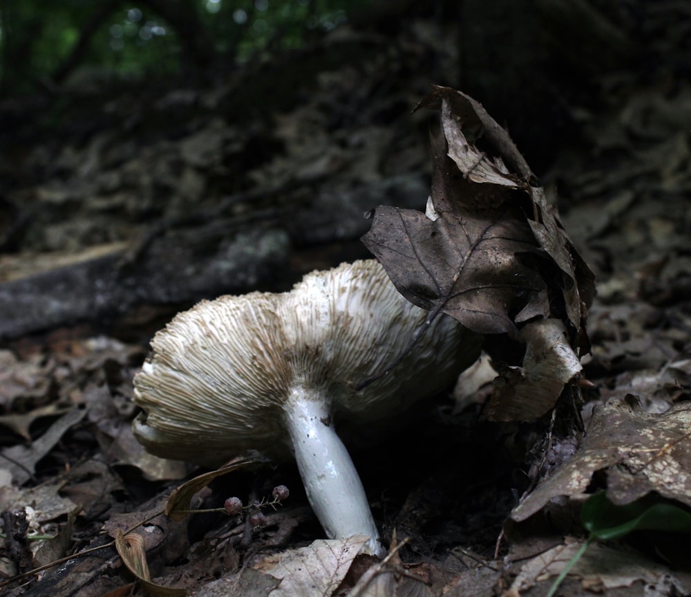 a mushroom growing out of the ground