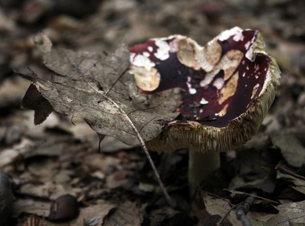 a mushroom with a red and white spots on it