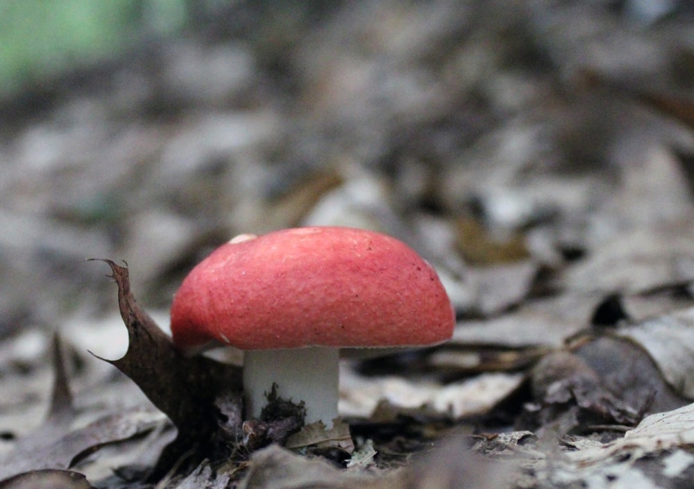 a red mushroom on a tree branch