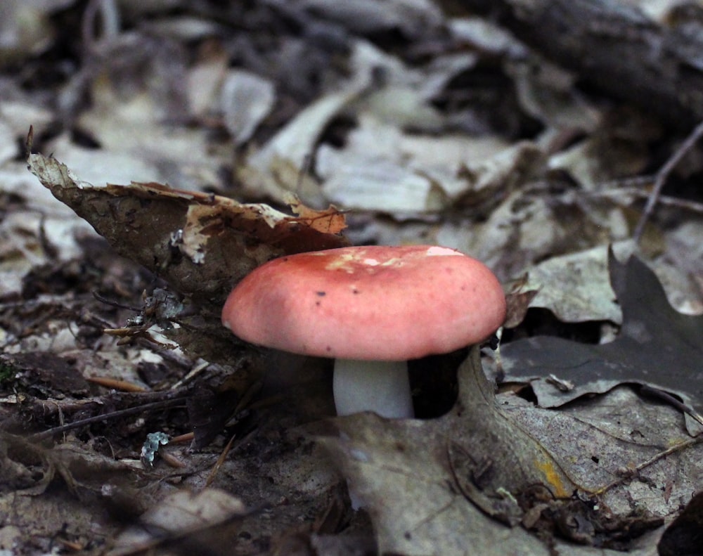 a red mushroom on the ground