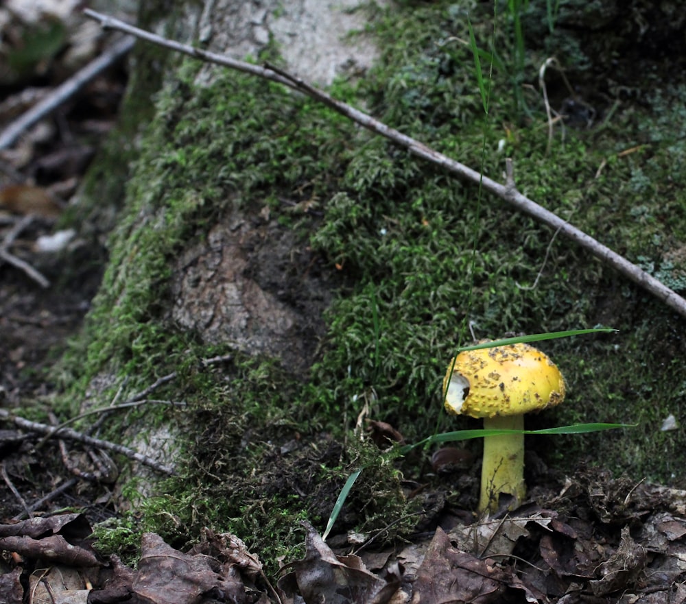 a yellow mushroom growing in the ground