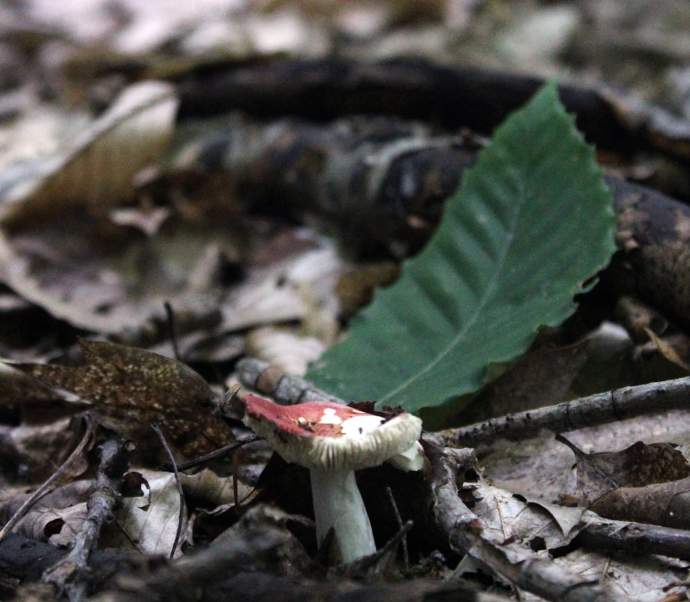 a mushroom with a green leaf