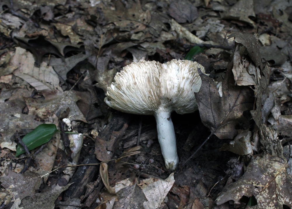 a white mushroom growing in the ground