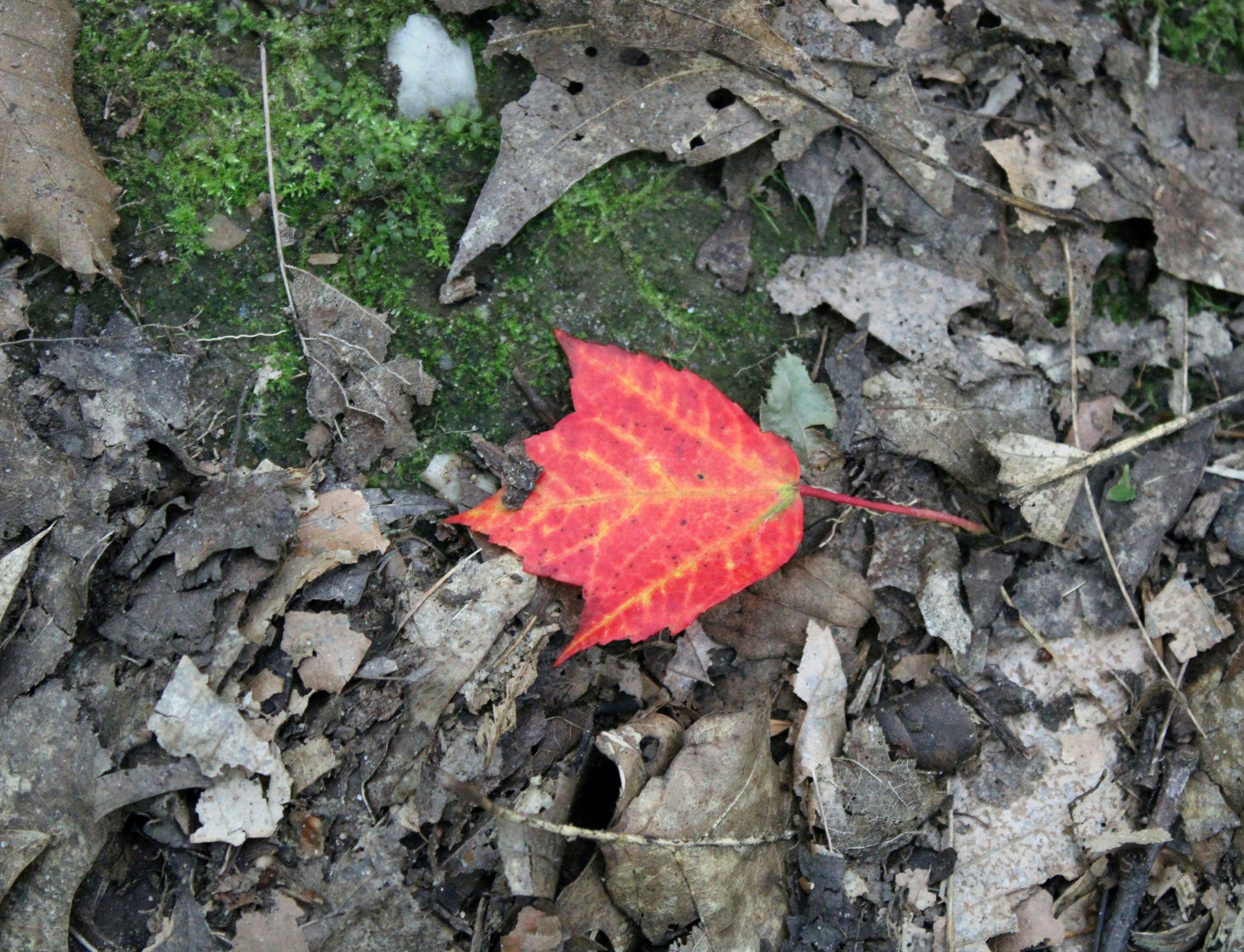 forest floor leaves, wallpaper, Poisonous Plant Rashes: Identification & Treatment 4