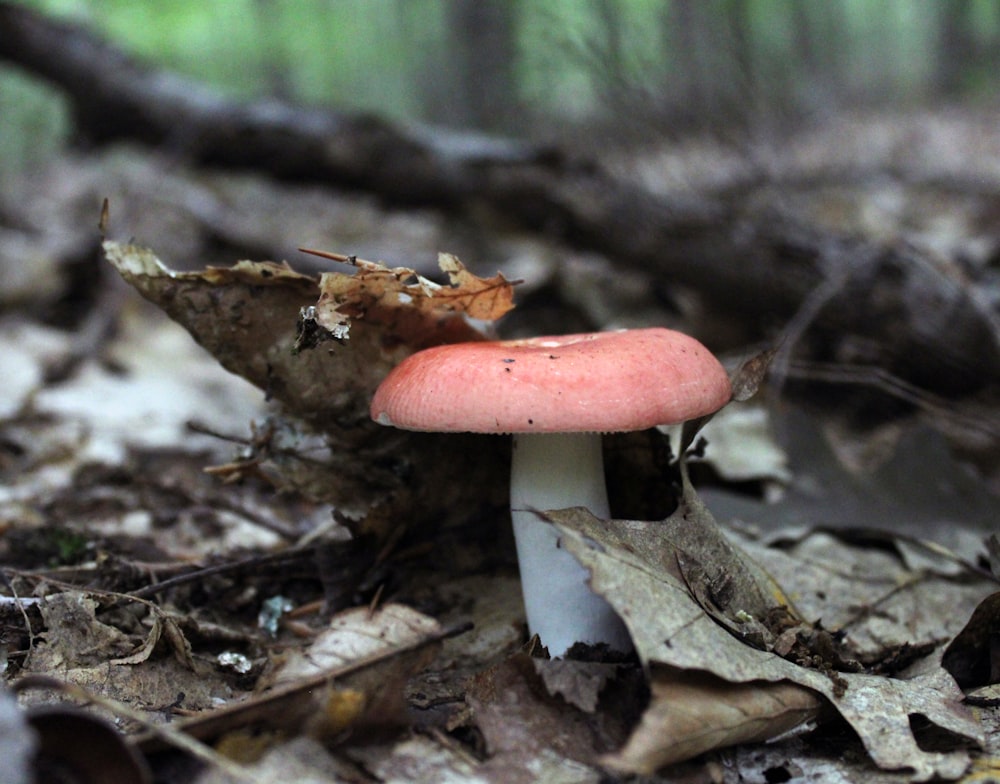 a mushroom growing in the woods