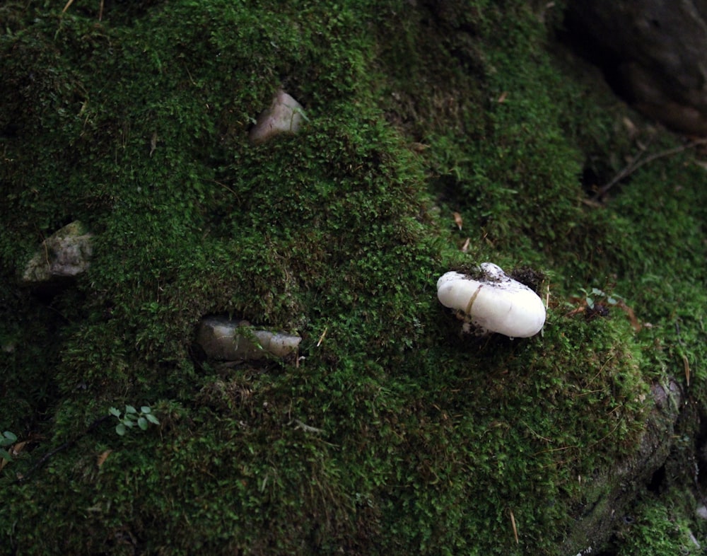 a group of mushrooms in the grass