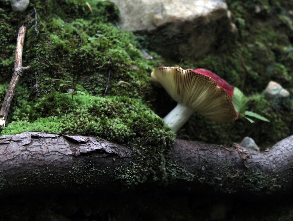 a mushroom growing out of a log