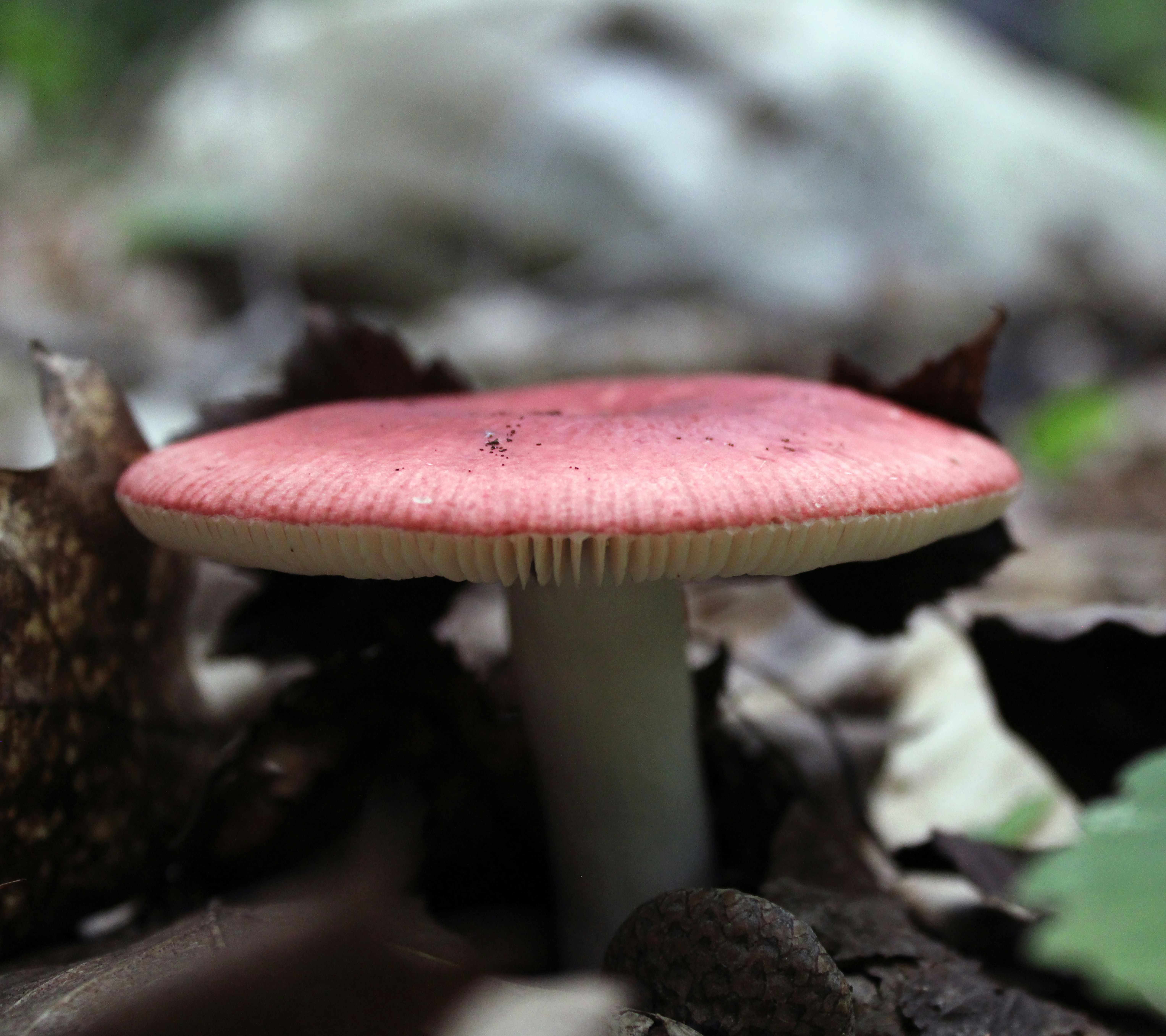 My Mycelium and Other Planting Plans