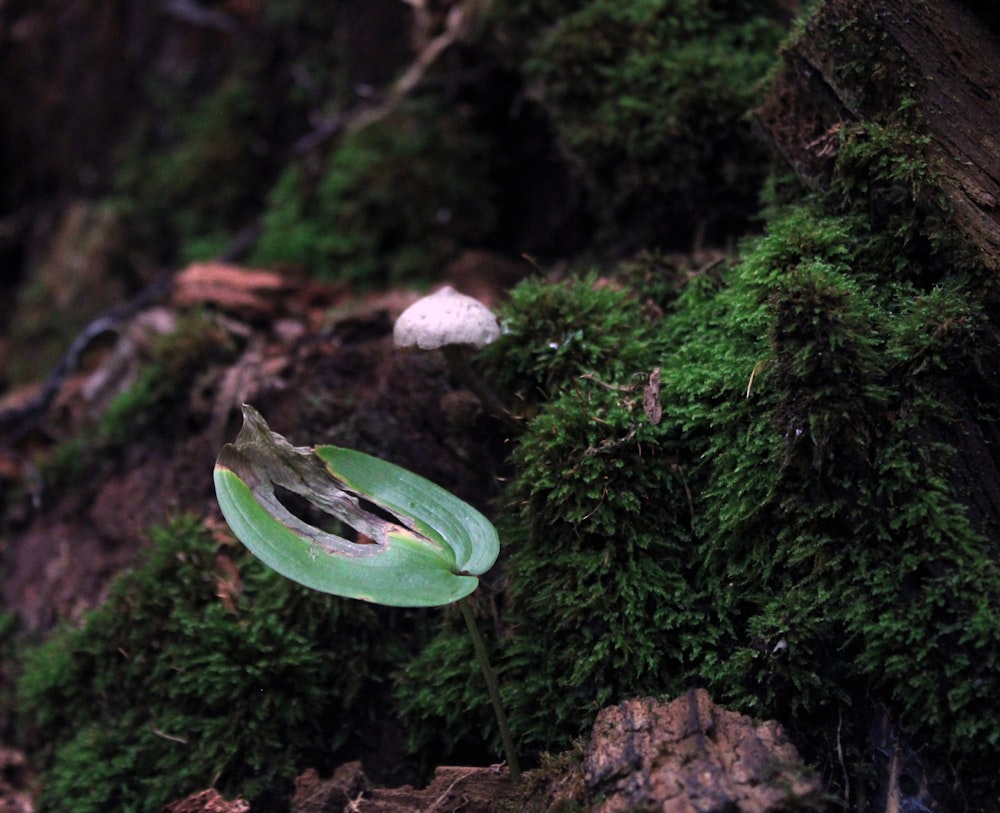 a green snake in the woods