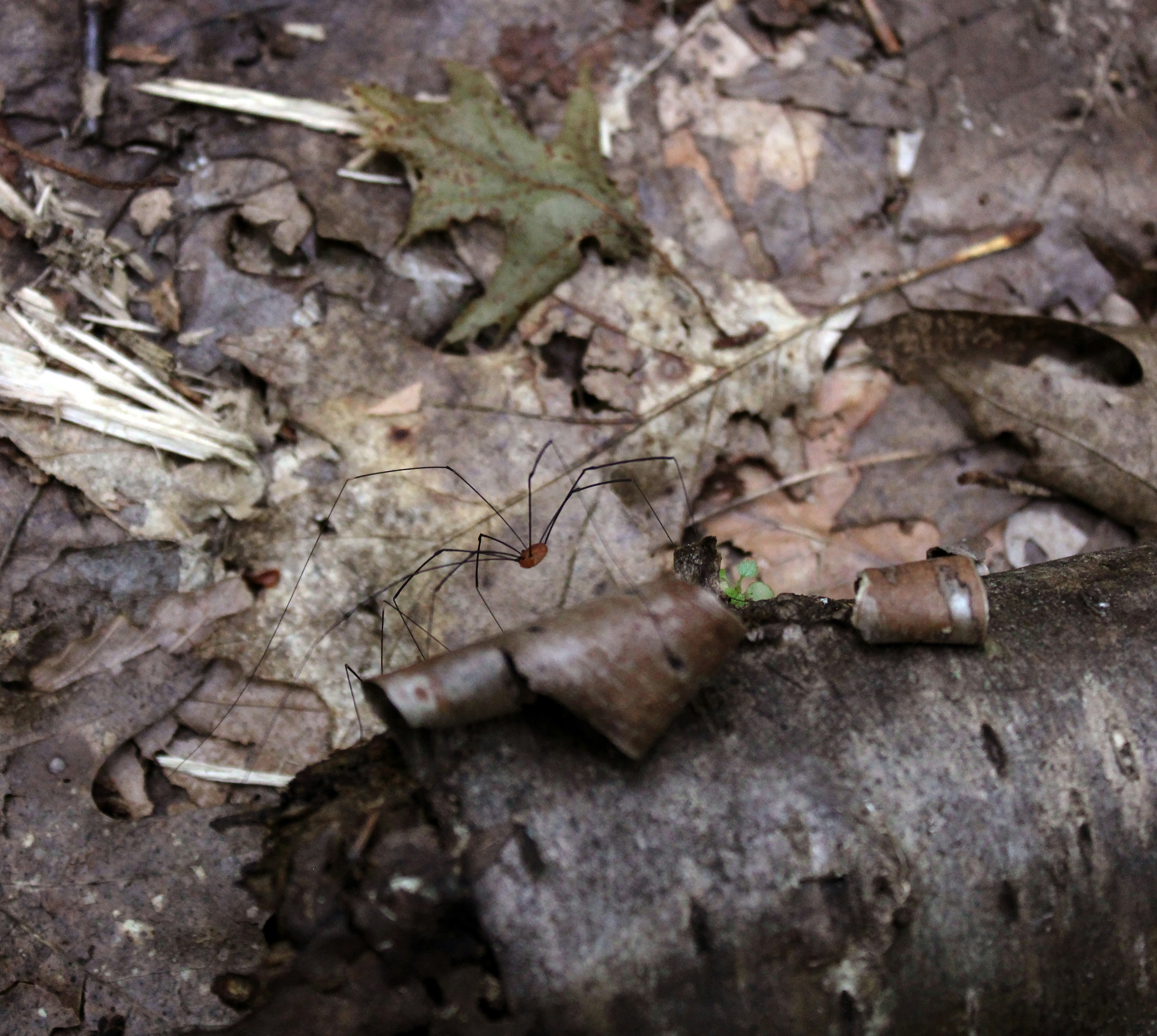 a small insect on the ground