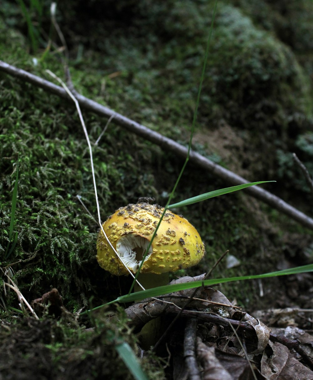a yellow mushroom growing in the woods