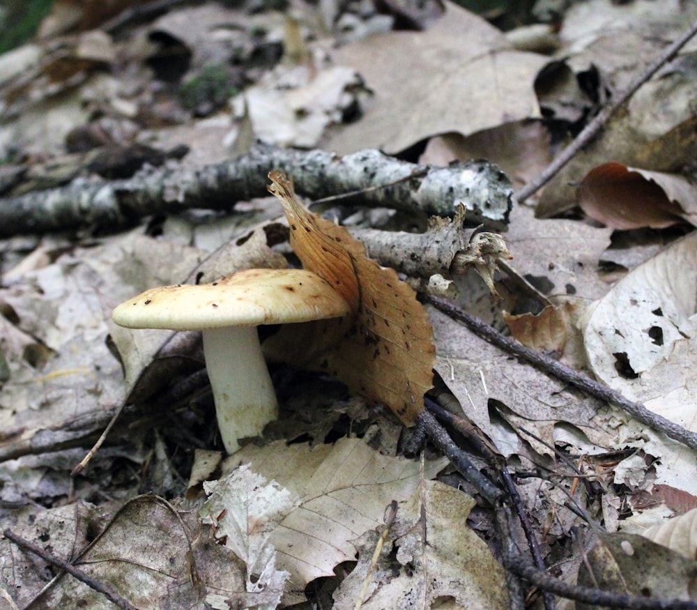 a mushroom growing out of the ground