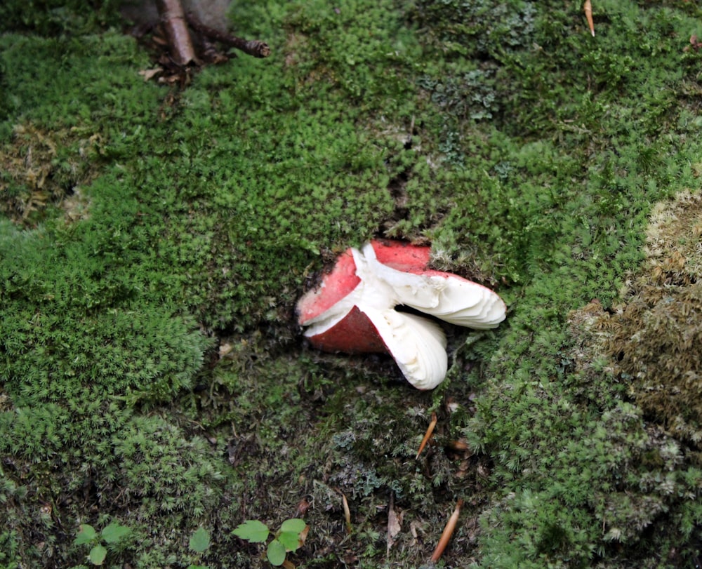 a white and red moth on moss