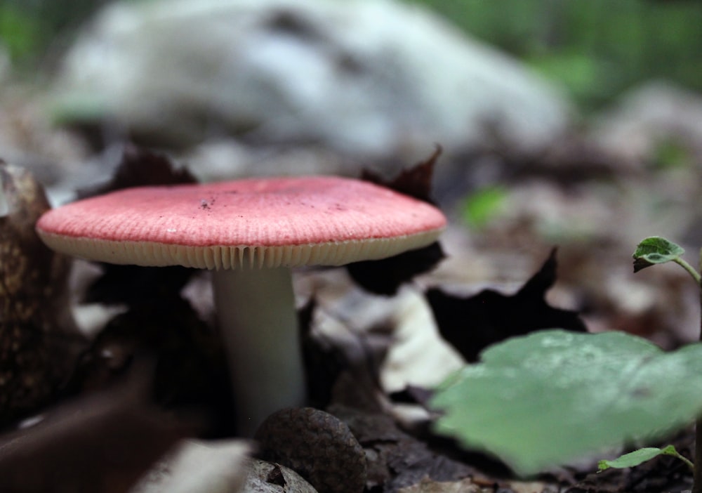 a red mushroom growing out of the ground