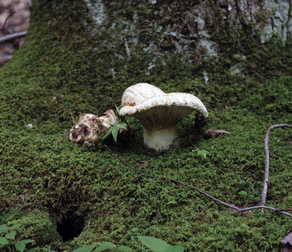 a mushroom growing in the grass