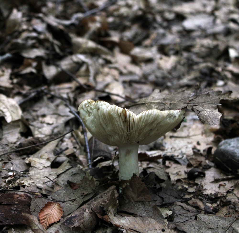 a couple of mushrooms