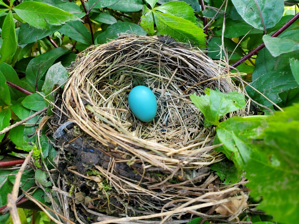 a bird nest with a blue egg in it