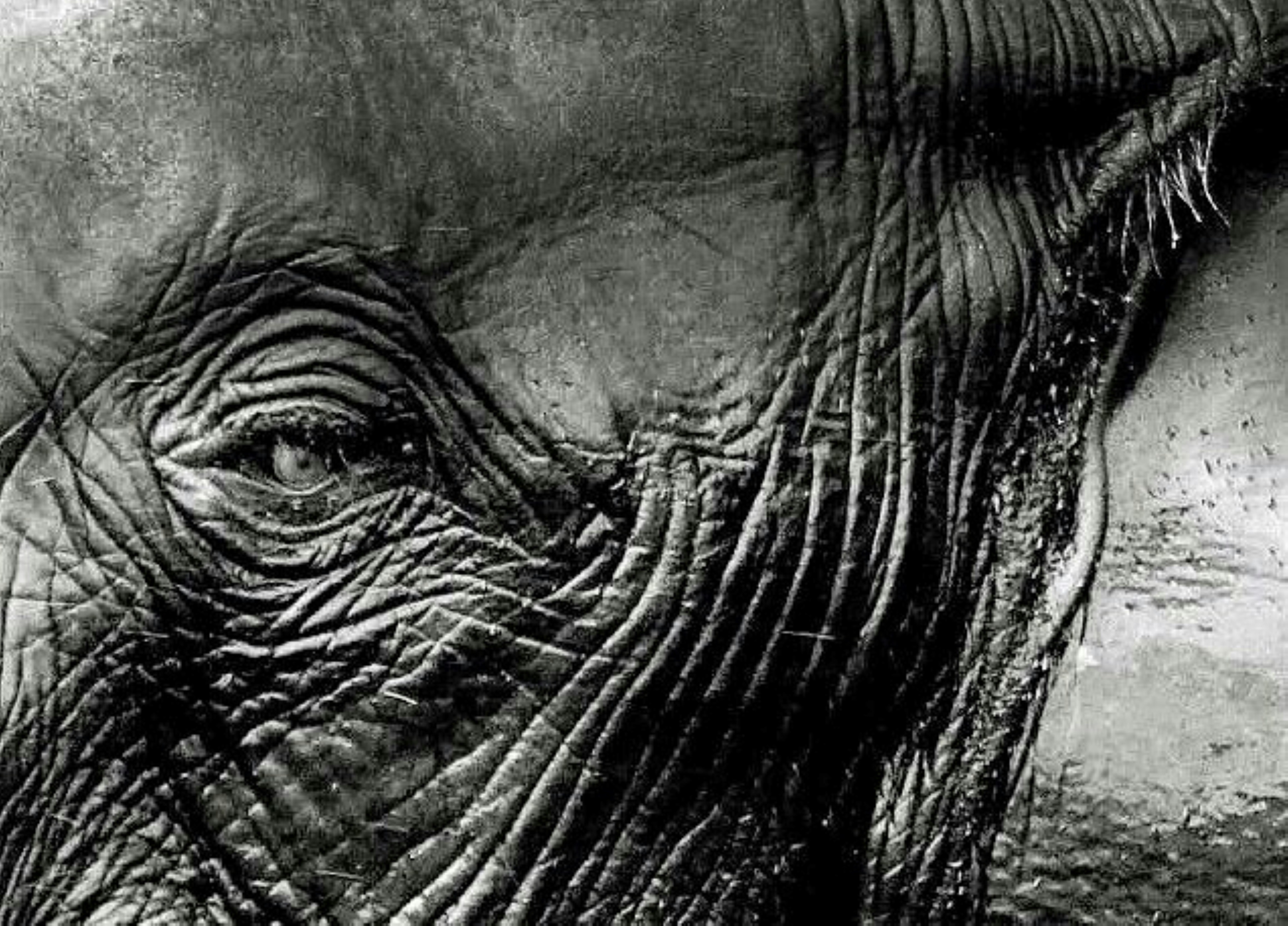 Close-up gajah