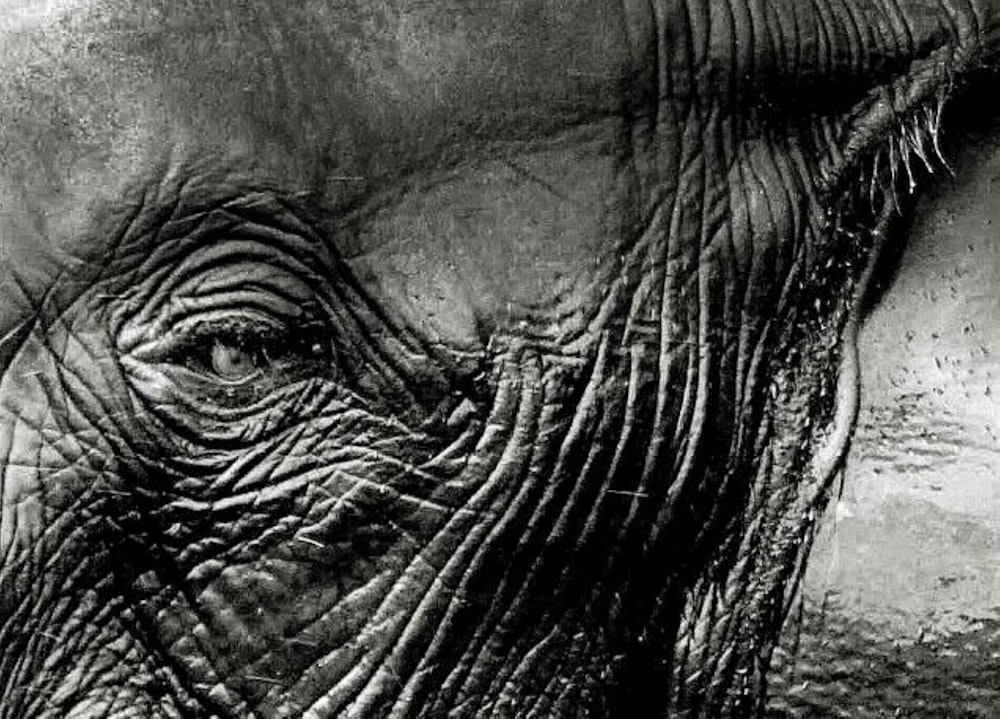 a close up of an elephant