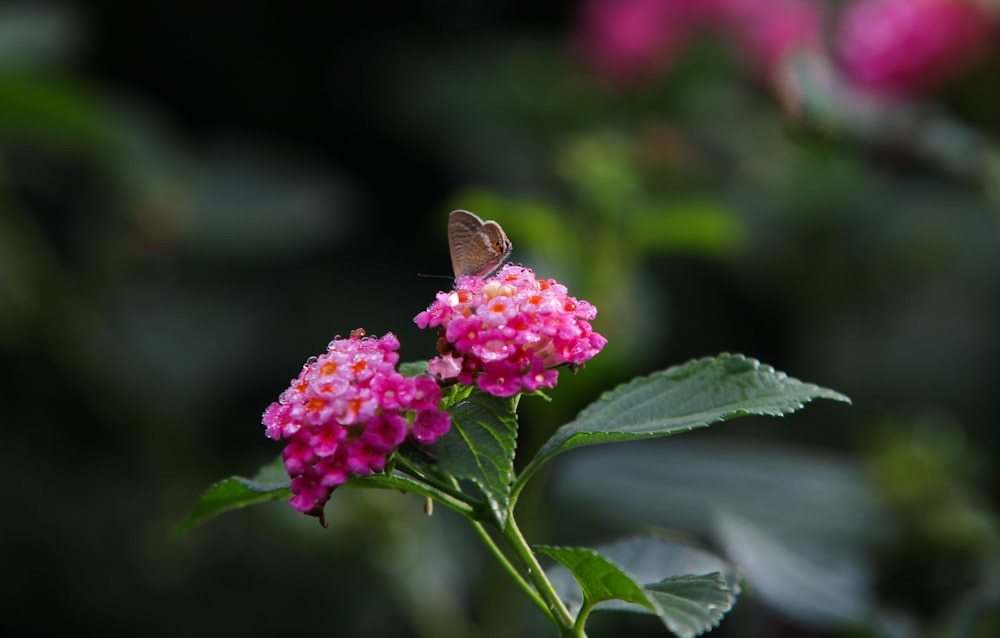 a butterfly on a flower