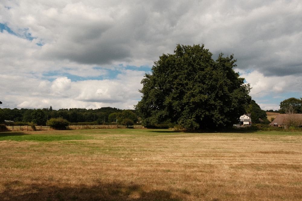 um grande campo com uma árvore nele