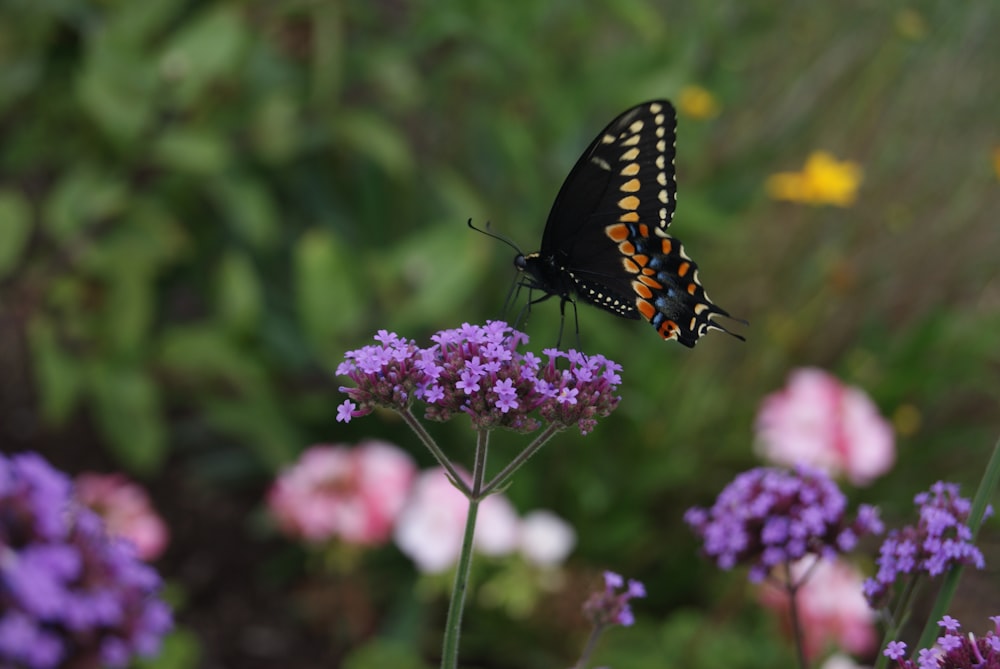 a butterfly on a flower