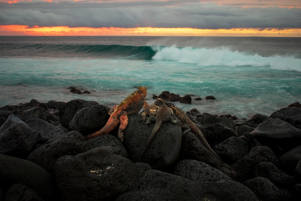 a snake on a rock