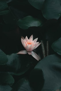 une fleur de lotus sur un lac