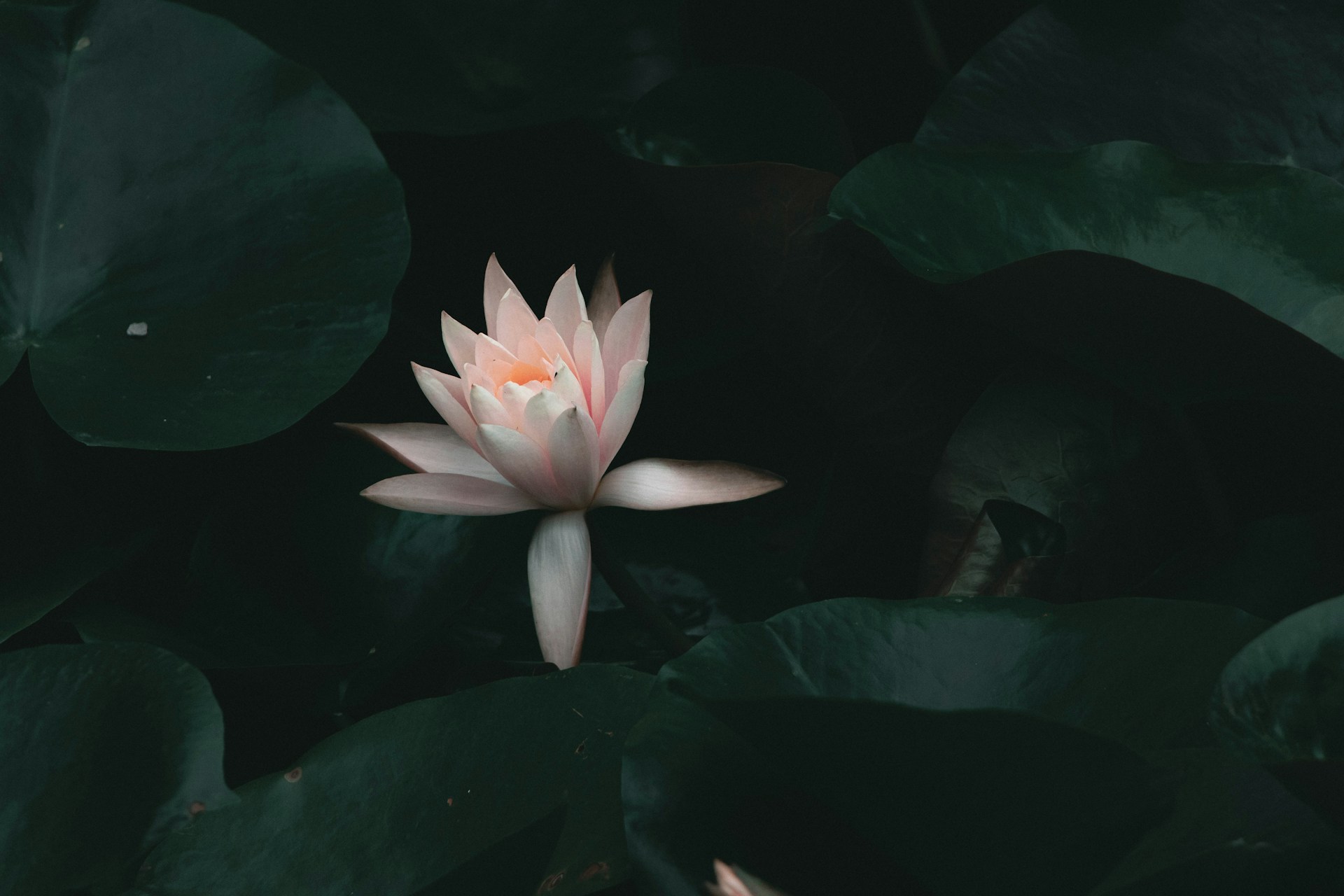 a pink flower in a pond