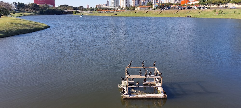 a group of birds on a dock