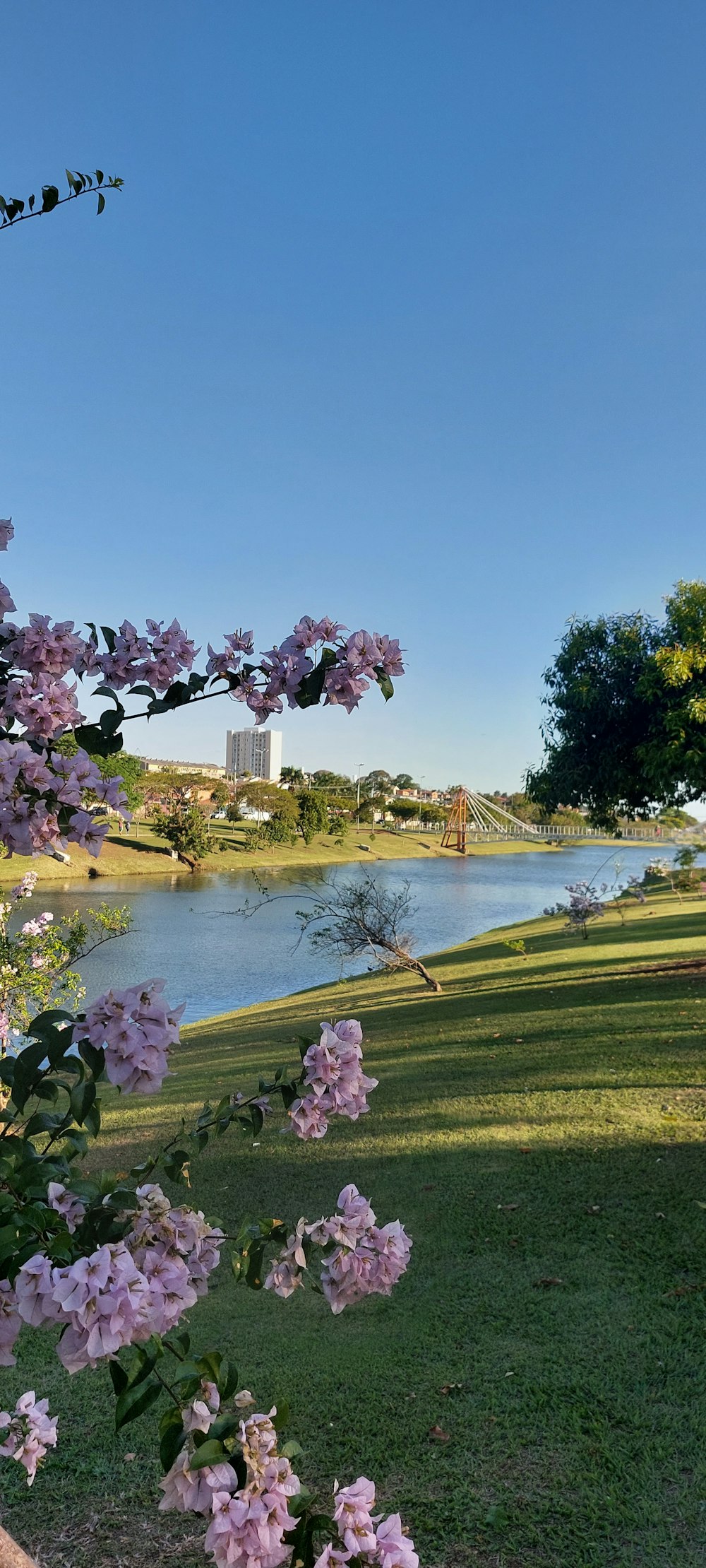 a body of water with flowers on the side