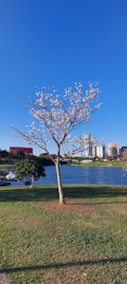 a tree in a park