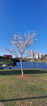 a tree in a park